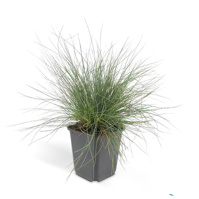 6x Festuca glauca 'Elijah Bleu' - Blaues Ziergras, 10-25cm