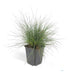 6x Festuca glauca 'Elijah Bleu' - Blaues Ziergras, 10-25cm Bild 2