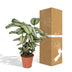 Calathea Whitestar - Pfauenpflanze, Ø19cm, ↕50cm Bild 7