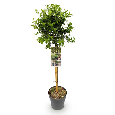 Euonymus fortunei 'Harlequin' Stamm-Pflanze, Grün-Weiße Blätter, 19cm Topf
