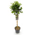 Euonymus fortunei 'Harlequin' Stamm-Pflanze, Grün-Weiße Blätter, 19cm Topf Bild 2
