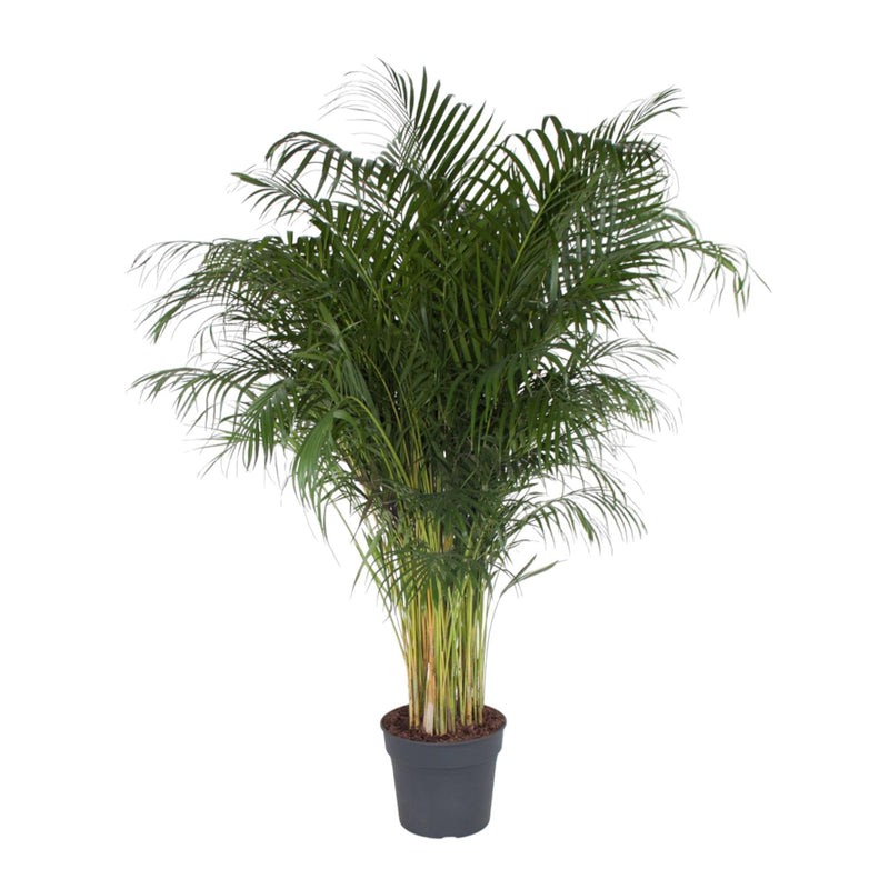 Dypsis Lutescens (Areca-Palme) - 200 cm, ø34 cm