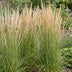 Green boutiQ - Gräser - Calamagrostis Karl Foerster - Schilfrohr - Mit Blüte - Grün - 12 Pflanzen - Topf 11cm - Höhe 15-25cm Bild 5