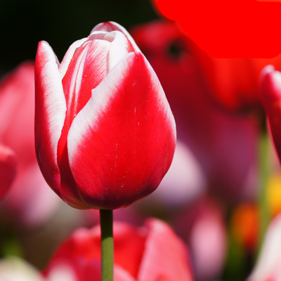 Tulpenzwiebeln Candy Apple Delight - 20 Stück | Rot-Weiß | KH Bloembollen