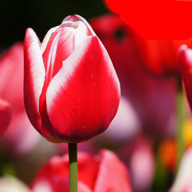 Tulpenzwiebeln Candy Apple Delight - 20 Stück | Rot-Weiß | KH Bloembollen