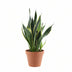 Sansevieria Futura Superba: Eleganter Grünling im 14cm Topf Bild 3