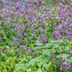 24x Oregano 'Herrenhausen' (10-25cm) – Pink Flowers & Aroma Bild 6
