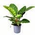Philodendron Imperial Green: Elegant Green Plant, Ø19cm, ↕55cm Bild 1