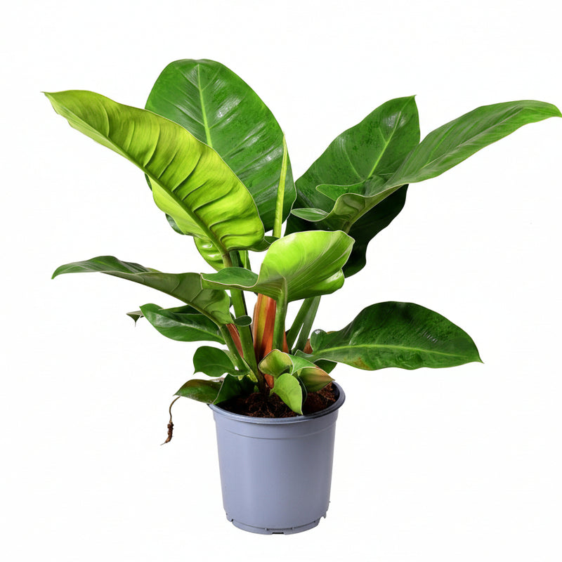 Philodendron Imperial Green: Elegant Green Plant, Ø19cm, ↕55cm