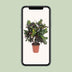 Codiaeum Magnificent (Croton) - Ø27cm - ↕110cm - Tropische Schönheit für Ihr Zuhause Bild 5