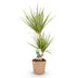 Dracaena Sunray Zimmerpflanze im Korb - 70-75cm, Topf 17cm Bild 2