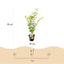 GreenboutiQ Japanischer Ahorn 'Jordan' – Gelb, 70cm, Topf 19cm Bild 3