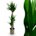 Green boutiQ - Zimmerpflanze - Yucca elephantipes - Yucca - Pflegeleicht - Grün - 1 - Topf 27cm - Höhe 170cm Bild 1