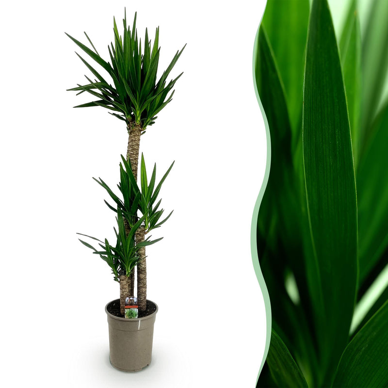Green boutiQ - Zimmerpflanze - Yucca elephantipes - Yucca - Pflegeleicht - Grün - 1 - Topf 27cm - Höhe 170cm