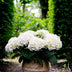 Hortensie Forever & Ever Weiß - Topf 23cm, Höhe 55cm Bild 5