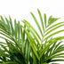 Areca-Palme (Dypsis Lutescens) 150cm, Topf ø21-24cm Bild 3