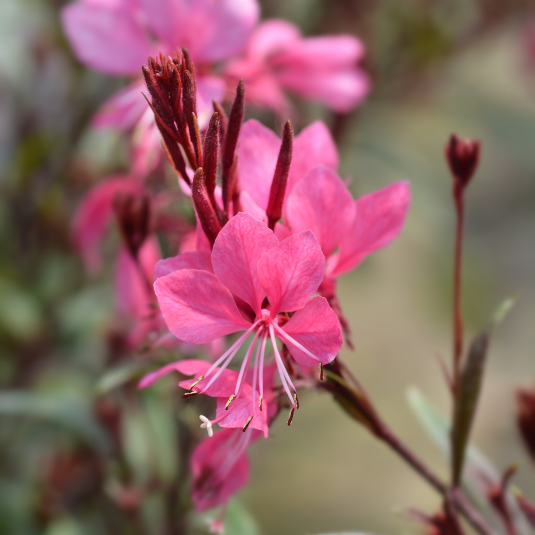 12x Gaura 'Siskiyou Pink' - 10-25cm hoch, 9cm Topf