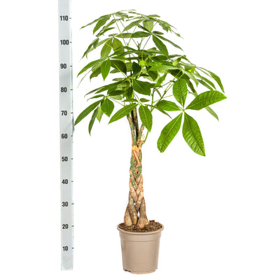 Pachira Aquatica Geldbaum Ø21cm - 90-110cm