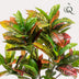 Künstlicher Croton Codiaeum 'Wunderstrauch' 120 cm Bild 3