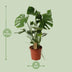 Monstera Deliciosa (Schweizer Käse Pflanze), Ø21cm, ↕60cm Bild 2