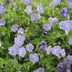 60x Geranium Rozanne - bedding plant, 10-25cm, Ø9cm Bild 5
