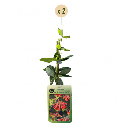 2x Lonicera br. 'Dropmore Scarlet' - Scharlachrote Geißschlinge - Ø9cm