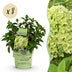 Panicle Hydrangea 'Groundbreaker Greeny' – Frost-hardy, Cream, 8 Plants Bild 1