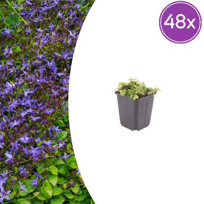 48x Campanula poscharskyana (Polster-Glockenblume) Ø9cm