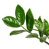 ZZ Pflanze (Zamioculcas Zamiifolia) Ø17cm, 40-50cm - pflegeleicht & robust Bild 3
