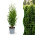 Green boutiQ - 16x Thuja occidentalis Smaragd - Lebensbaum - Heckenpflanzen - Immergrün - Grün - Topf 9cm - Höhe 20-30cm Bild 3