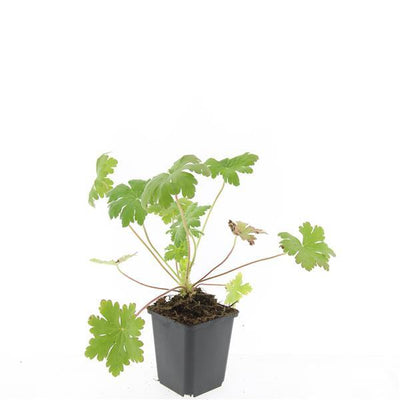 48x Geranium macr. 'Ingwersen's Var.' - 10-25cm - Ø9cm