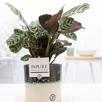 Ctenanthe Burle Marxii „In Illusion“ – Ø 12 cm – 25 cm Topfhöhe