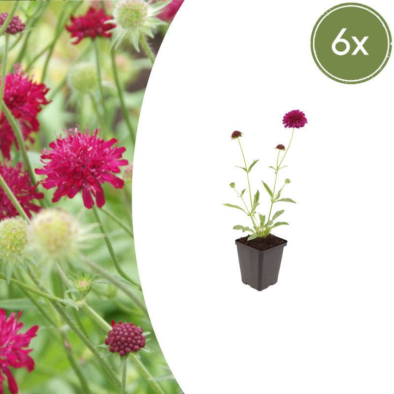 6x Knautia macedonica | Balcony & Garden Perennial | 10-25cm