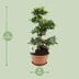 Ficus Ginseng Ø27cm - 70cm hoch Bild 2