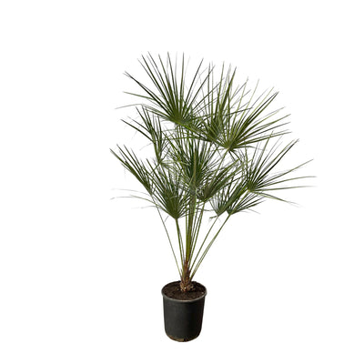 Zwergpalme 'Chamaerops Humilis' am Stamm, 160 cm