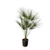 Zwergpalme 'Chamaerops Humilis' am Stamm, 160 cm Bild 1