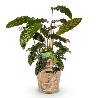 Green boutiQ - Zimmerpflanzen - Calathea Rufibarba - Pfauenpflanze - Wenig Pflege - mit Korb - Grün - 1 Pflanze - Topf 17cm - Höhe 55-60cm