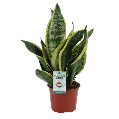 Sansevieria Futura Superba (Bogenhanf) Ø12cm, 35cm hoch