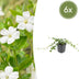 6x Vinca minor 'Alba' - Kleines Immergrün, 10-25cm, Ø9cm Bild 1