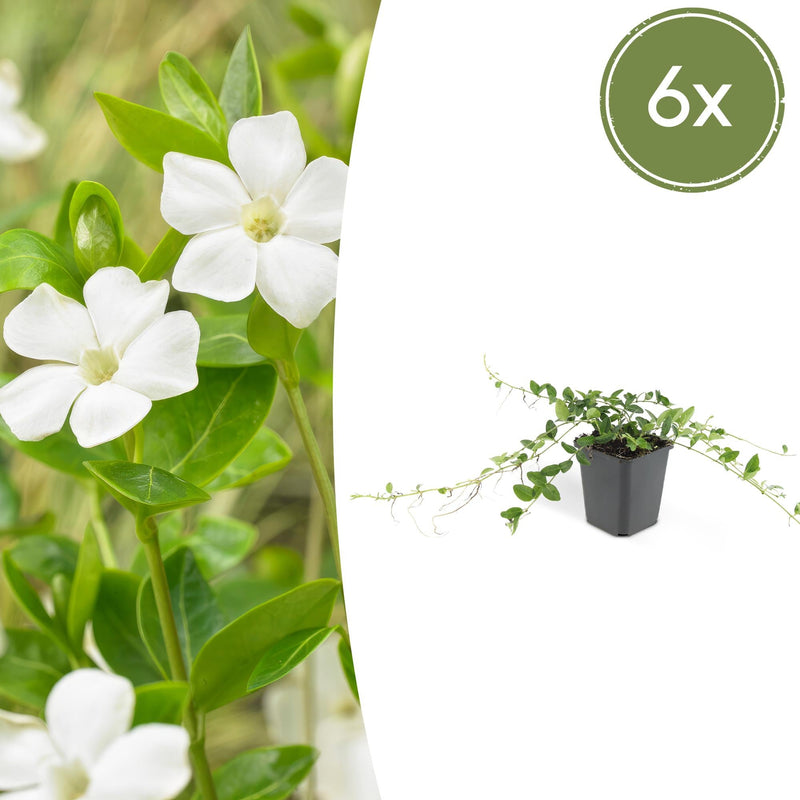 6x Vinca minor 'Alba' - Kleines Immergrün, 10-25cm, Ø9cm