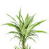 Dracaena Deremensis White Stripe Topf Ø19cm, 70-90cm hoch Bild 3