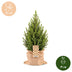 Picea glauca Conica - Zuckerhutfichte - Grün - Weihnachtsbaum - inkl. Jutesack - Ø19cm - ↕65cm Bild 5