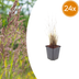 24x Korean Feather Reed Grass (Calamagrostis brachytricha) 10-25cm Bild 1