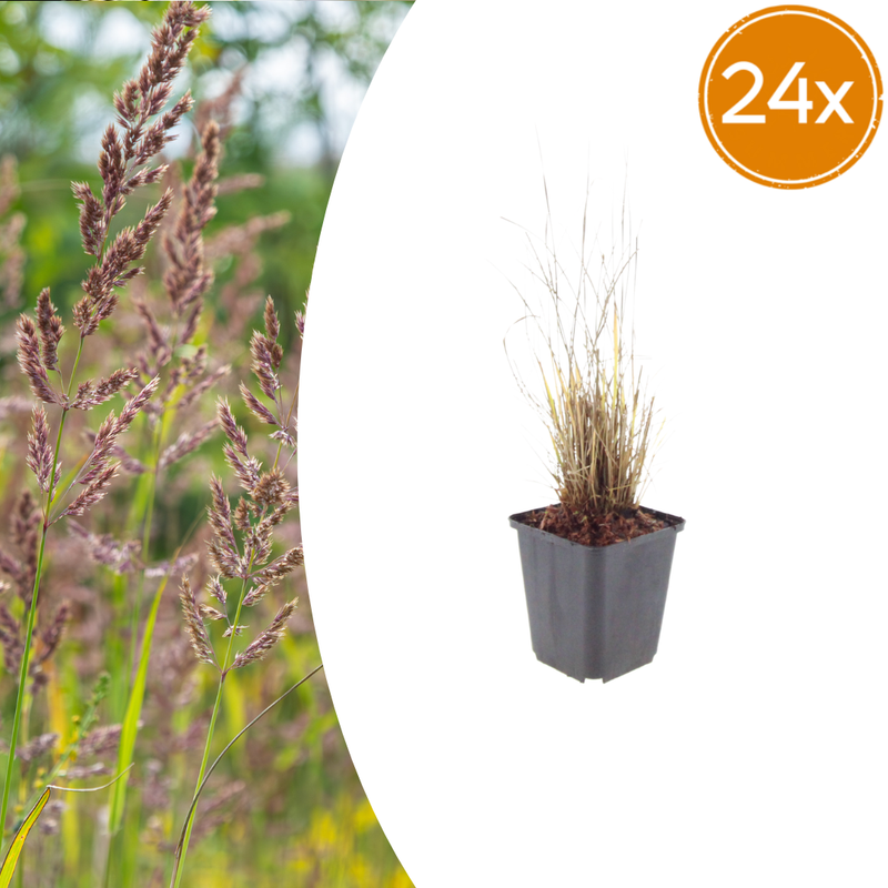 24x Korean Feather Reed Grass (Calamagrostis brachytricha) 10-25cm