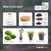 DIY Pflanzen-Terrarium mit LED-Licht: Bonsai Sam XL, Ø 30cm Bild 4