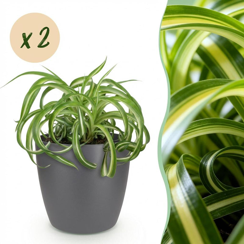 Chlorophytum comosum Bonnie: Curly Spider Plant, 2 plants in a pot