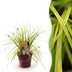 Carex oshimensis Everillo Ziergras - Gelb, Immergrün, Winterhart Bild 1