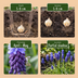 50x Muscari Latifolium Zwiebeln - Breitbl. Traubenhyazinth - Blau Bild 4