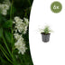 6x Portugiesische Wald-Gras (Luzula nivea), 10-25cm Bild 1