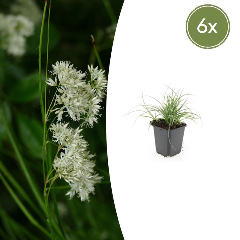 6x Portugiesische Wald-Gras (Luzula nivea), 10-25cm